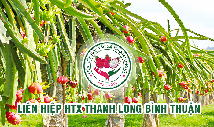 Tính Thành bàn giao khai trương website Liên Hiệp Hợp Tác Xã Thanh long Bình Thuận